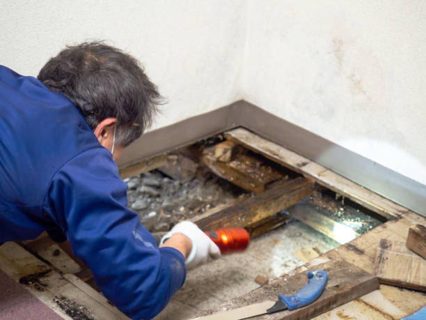 Best Toxic Mold Removal  in Moapa Valley, NV