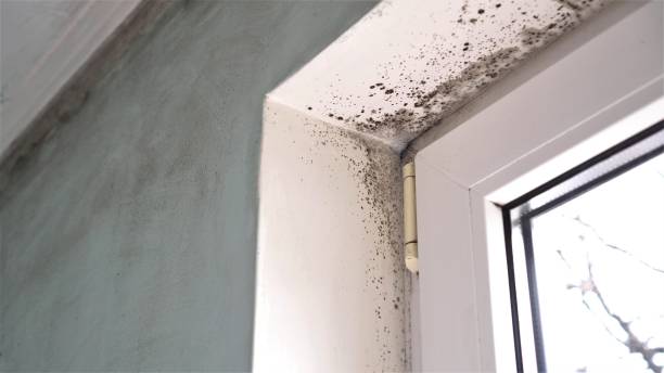 Best Crawl Space Mold Removal  in Moapa Valley, NV