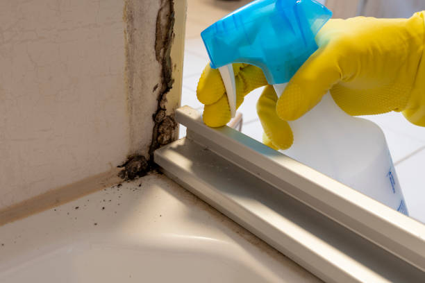 Best Local Mold Removal Service  in Moapa Valley, NV