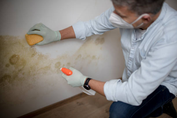 Best Mold Damage Repair  in Moapa Valley, NV