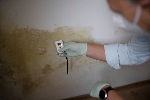 Best Mold Damage Repair  in Moapa Valley, NV