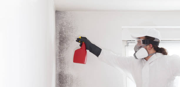 Office Mold Removal Services in Moapa Valley, NV